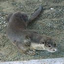 Image of common otter