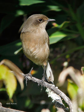 Image of <i>Cercomela sordida</i>