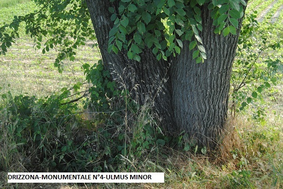 Image of <i>Ulmus minor</i>