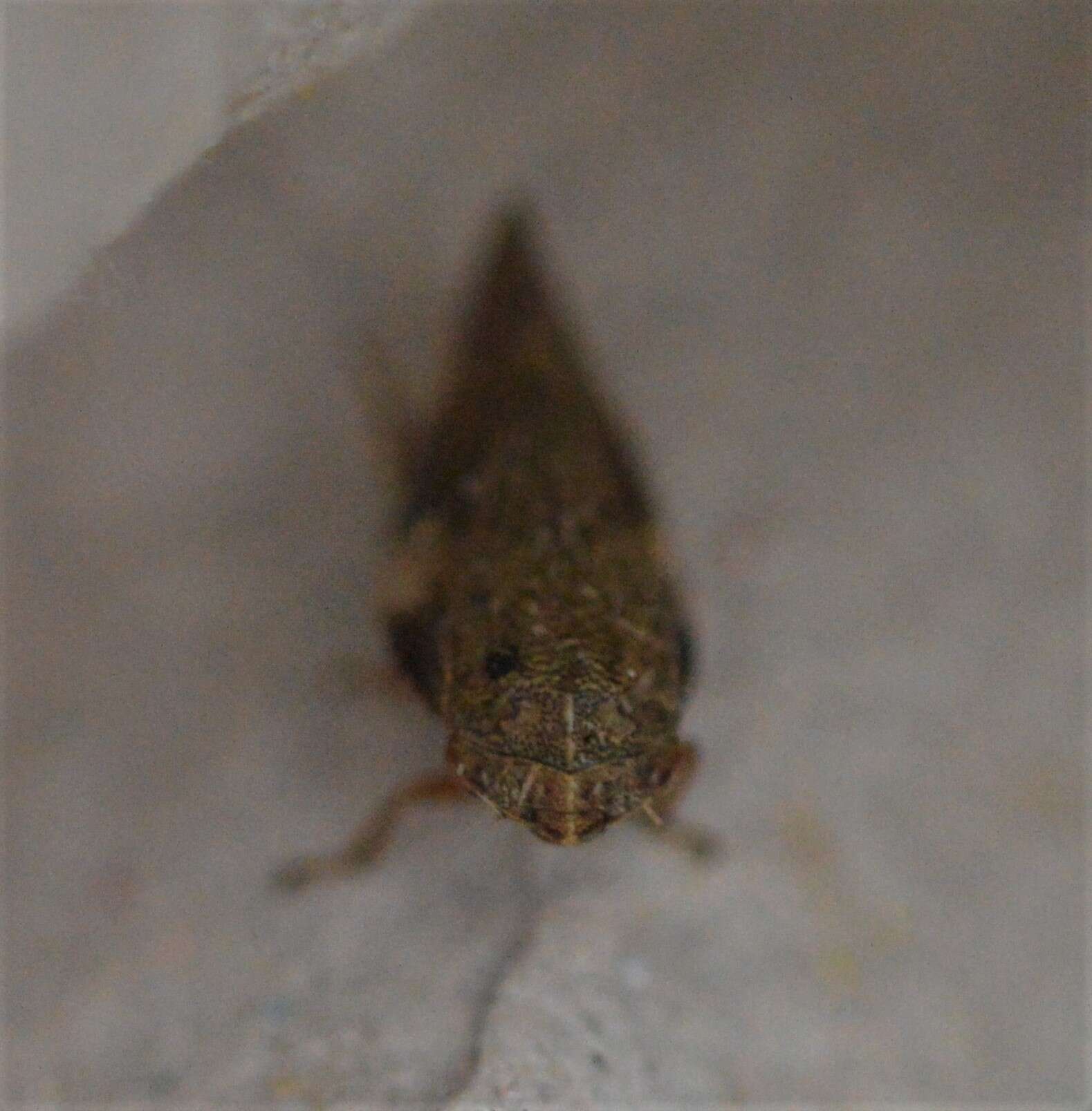 Image of European Alder Spittlebug