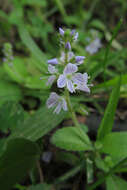 Image of Health Speedwell