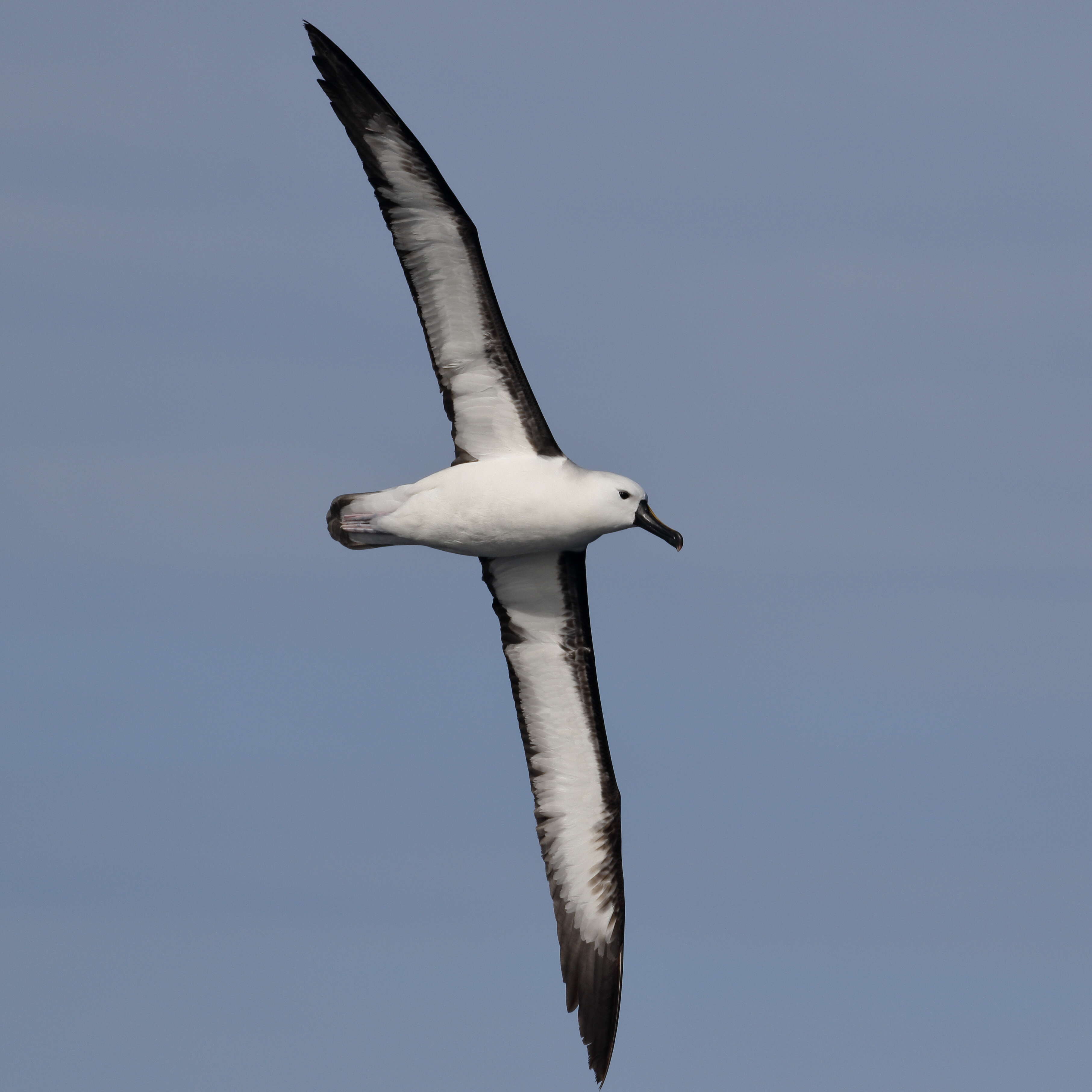 Image of Indian Yellow-nosed Albatross