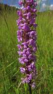 Image of fragrant orchid