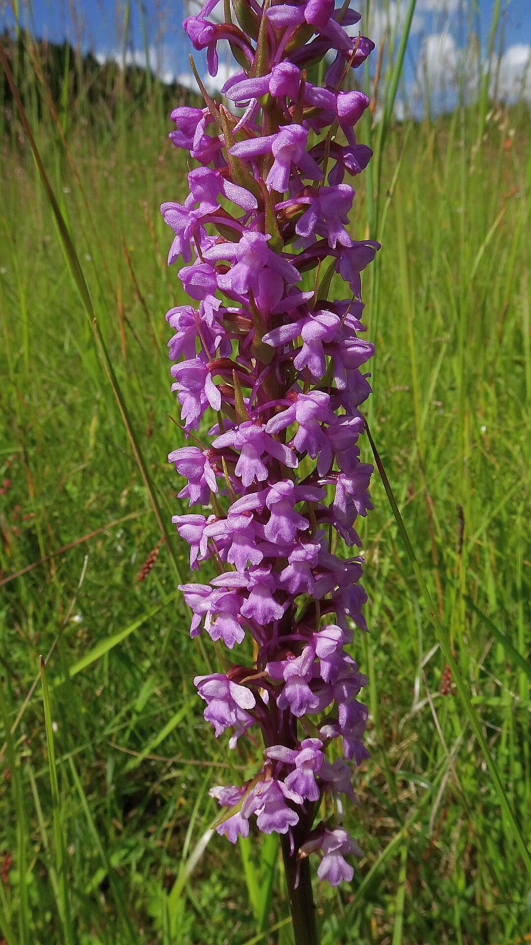 Image of fragrant orchid