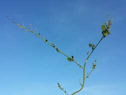 Plancia ëd Chenopodium opulifolium Schrader