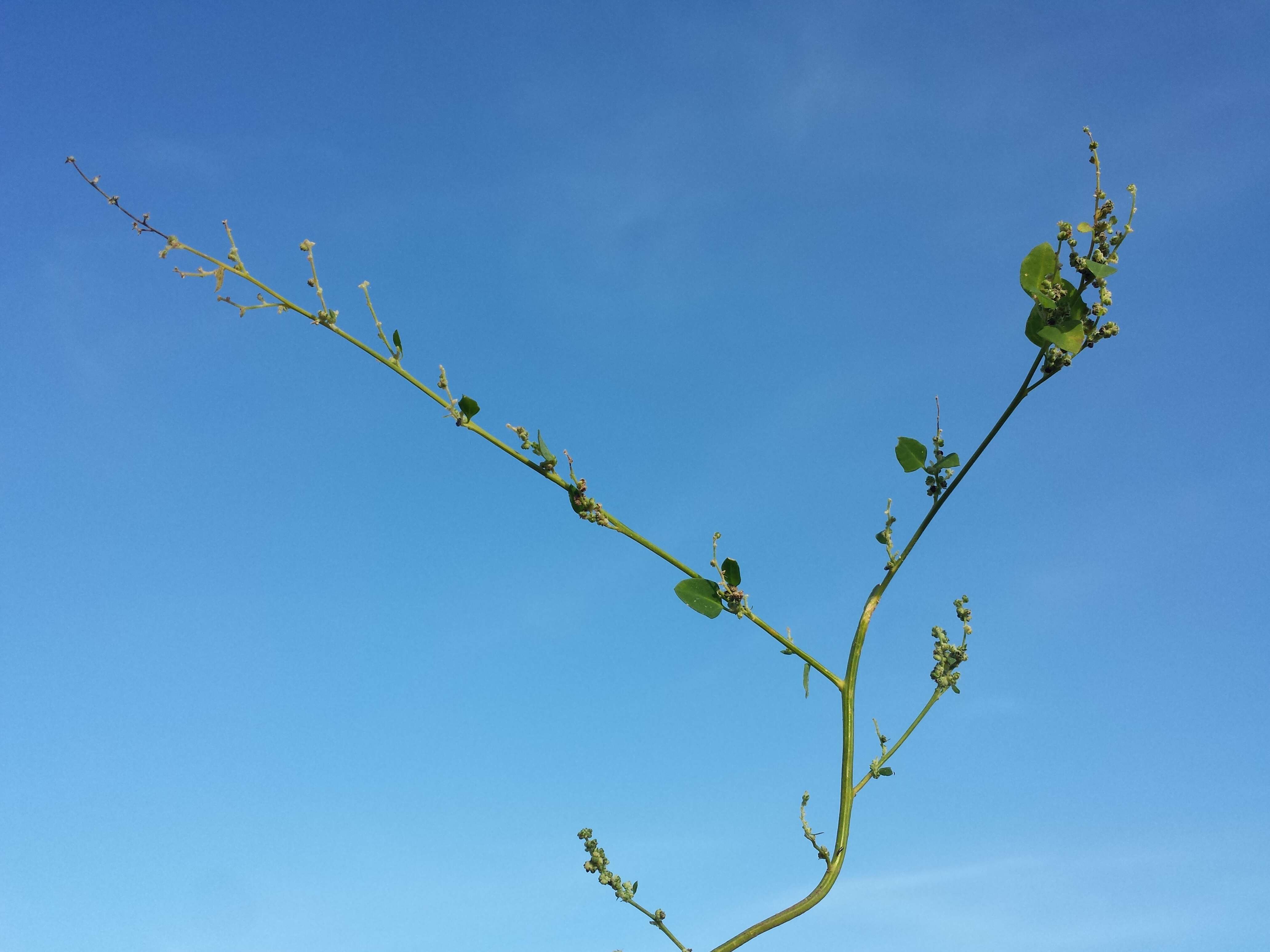 Plancia ëd Chenopodium opulifolium Schrader