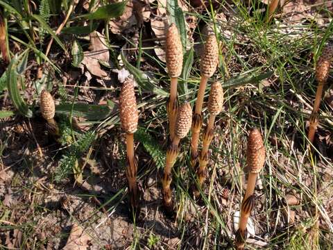 Image of field horsetail