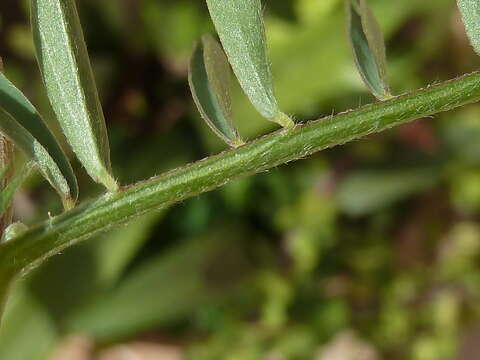 Image of barn vetch