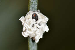 Image of Silky-oak