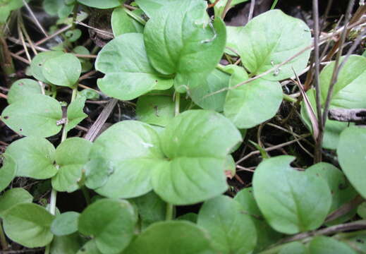 Image of creeping jenny