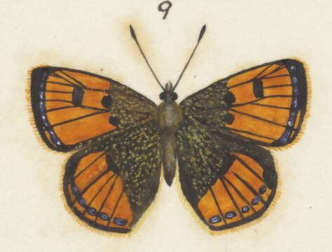 Image of Lycaena salustius (Fabricius 1793)