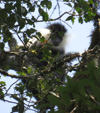 Image of <i>Colobus angolensis sharpei</i> Thomas 1902