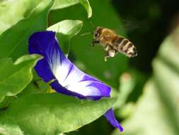 Image of Dwarf Morning Glory