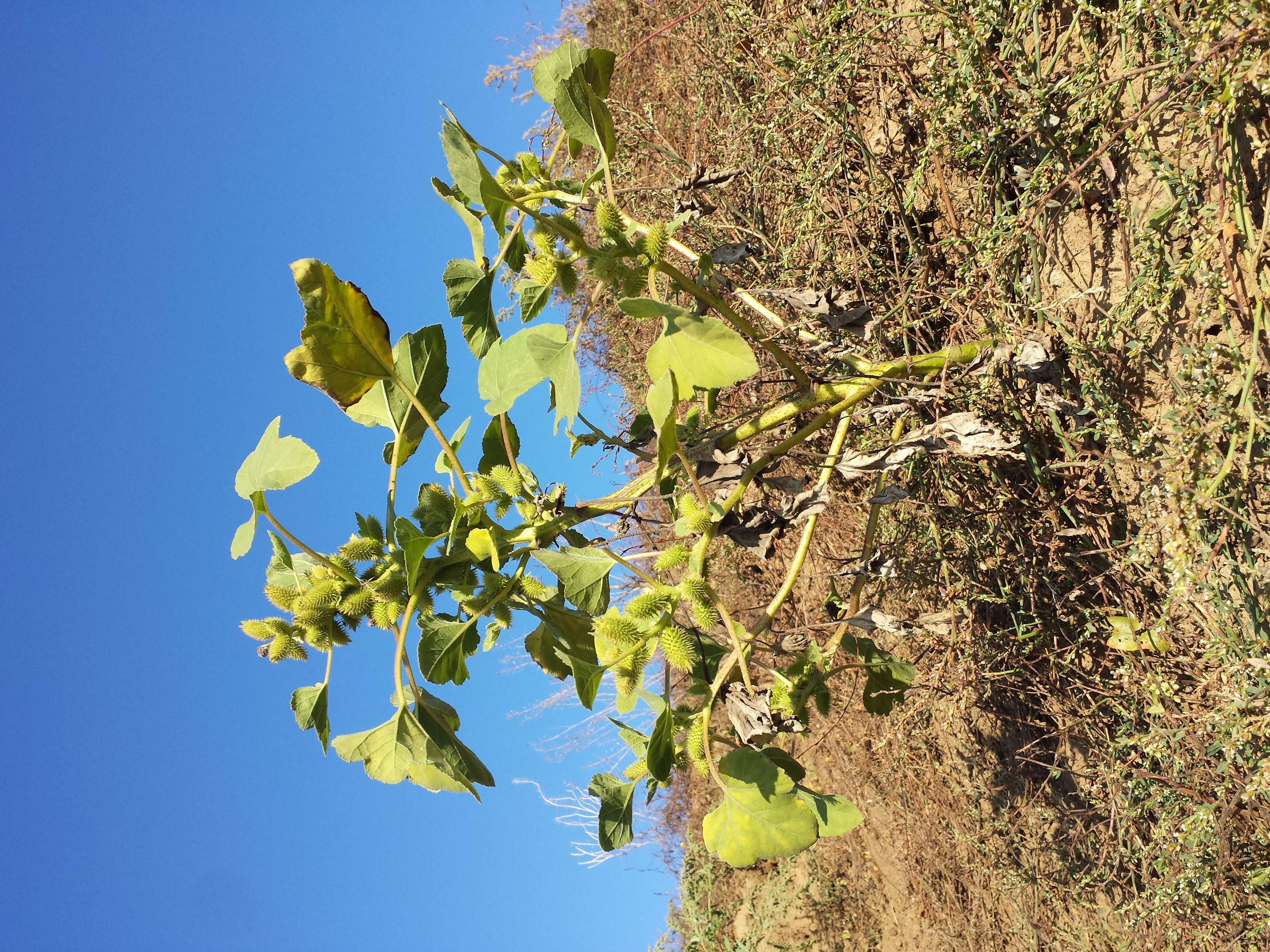 Imagem de Xanthium orientale L.