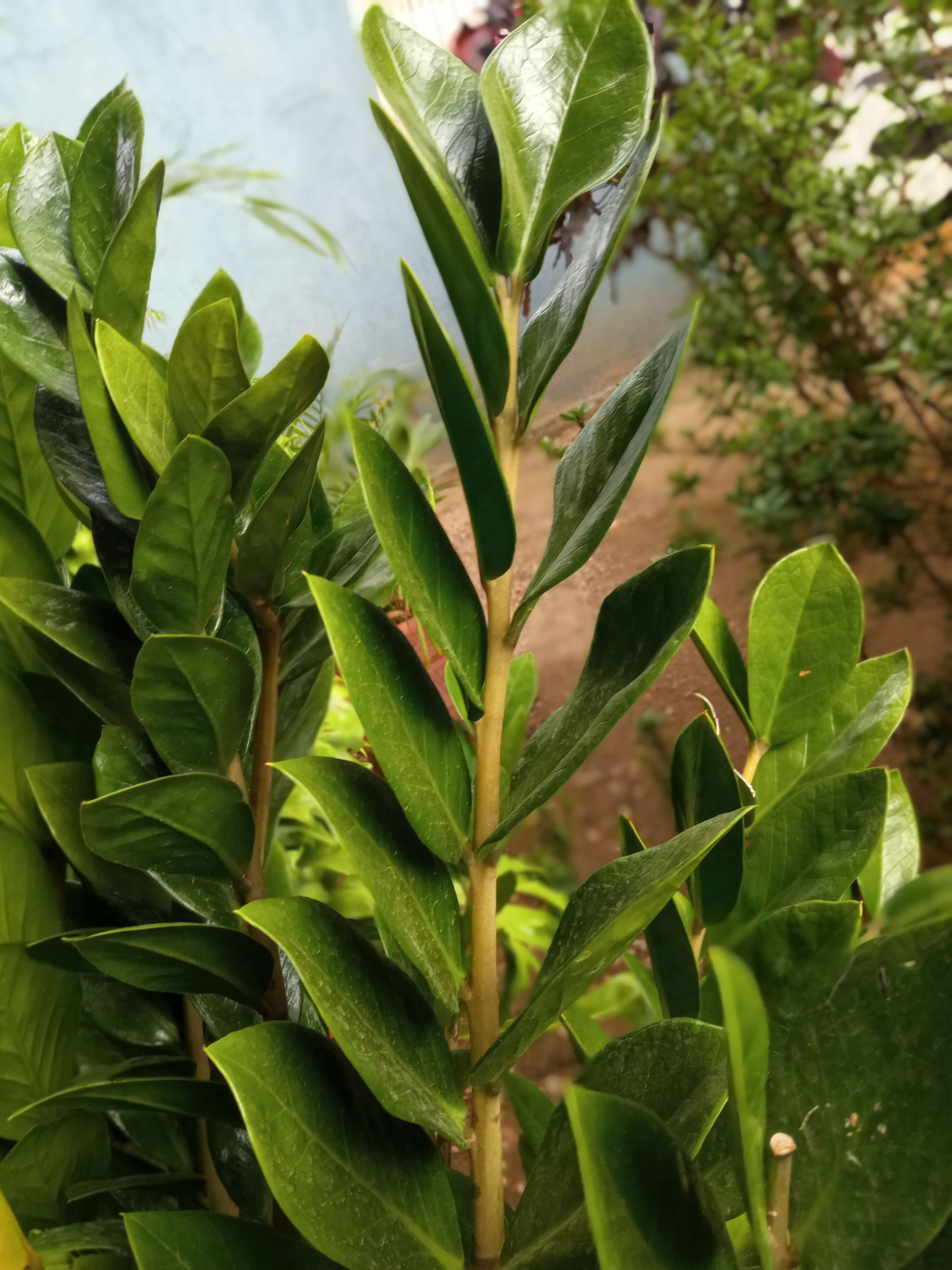 Image de Zamioculcas zamiifolia (G. Lodd.) Engl.