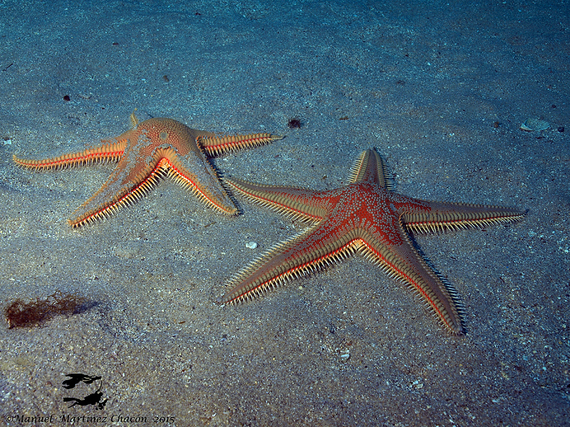 astropecten aurantiacus