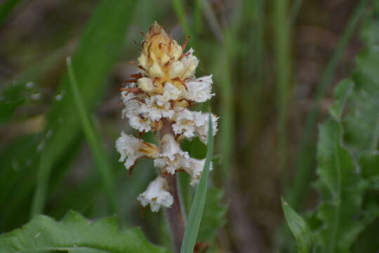 Image of oxtongue broomrape