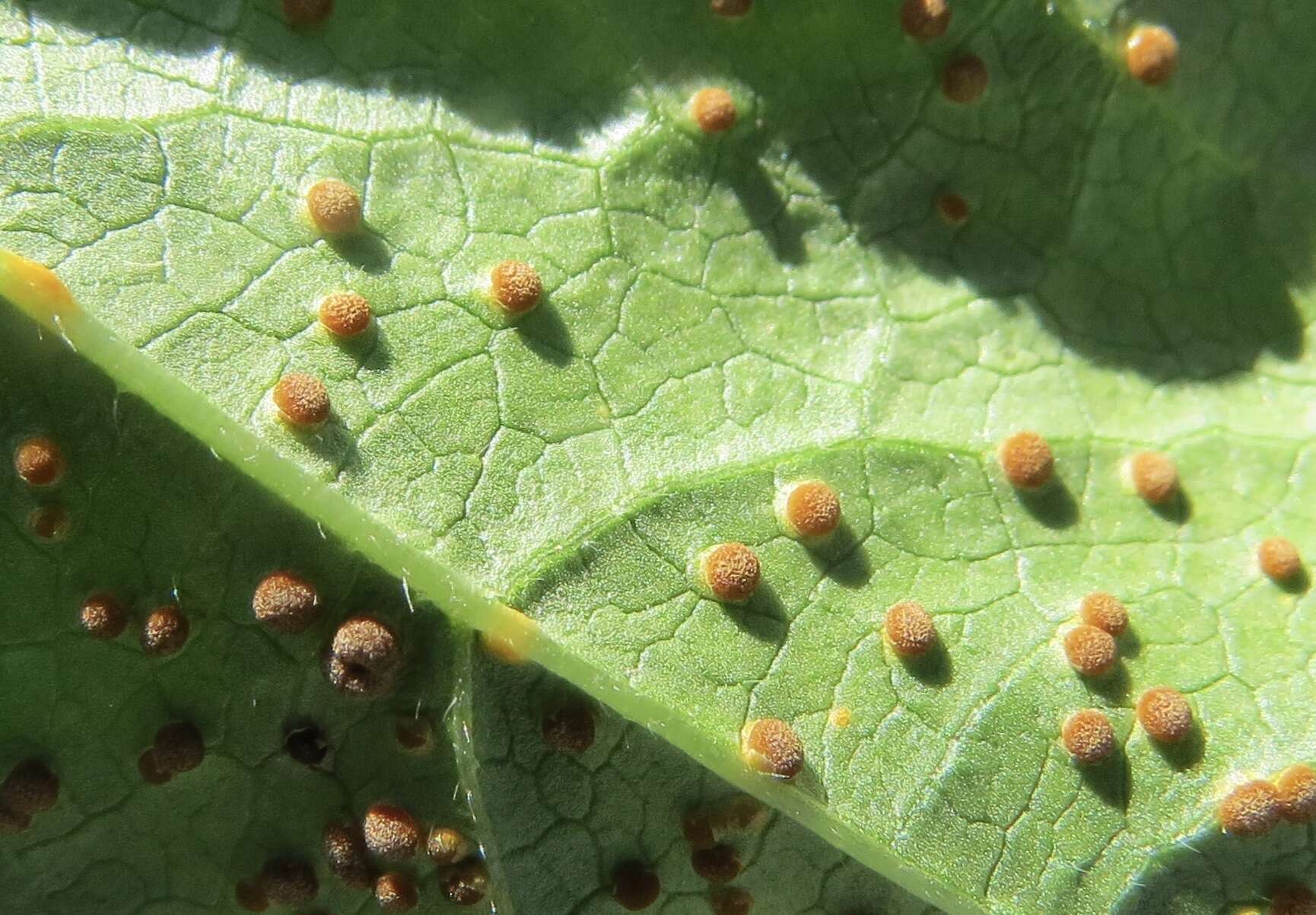 Image of Puccinia malvacearum Bertero ex Mont. 1852