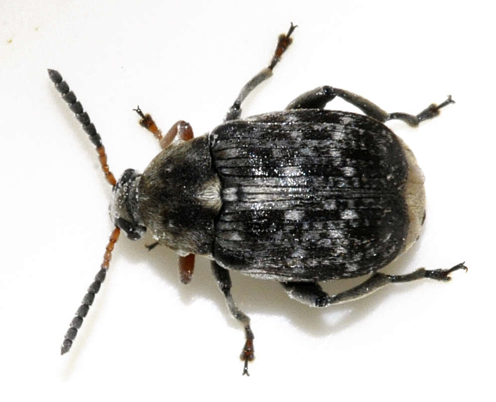 Image of Bean seed beetle