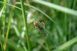 Image of Nursery-web spider