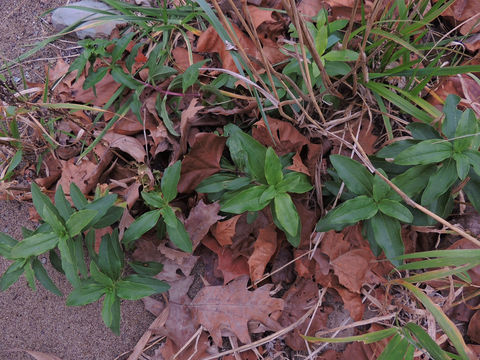 Image of <i>Saponaria officinalis</i>