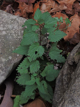 Image of stinging nettle