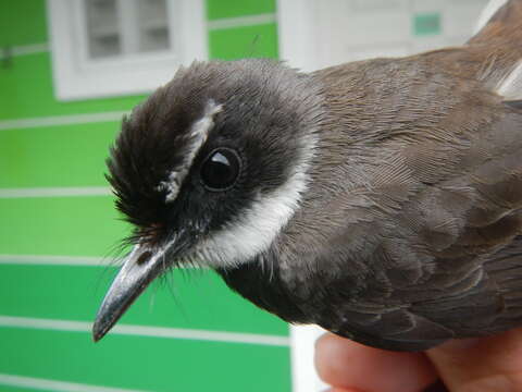 Image of Philippine Pied Fantail