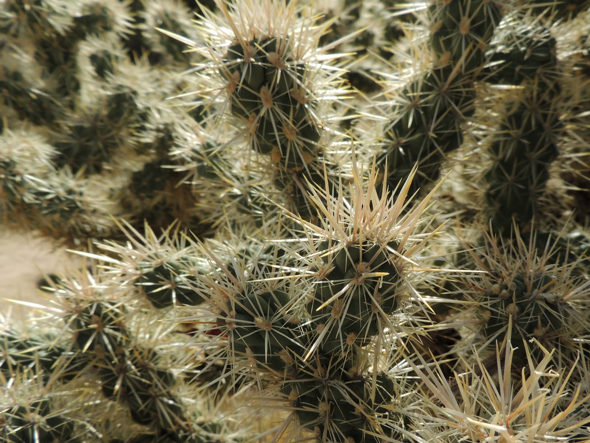 Image of <i>Cylindropuntia echinocarpa</i>