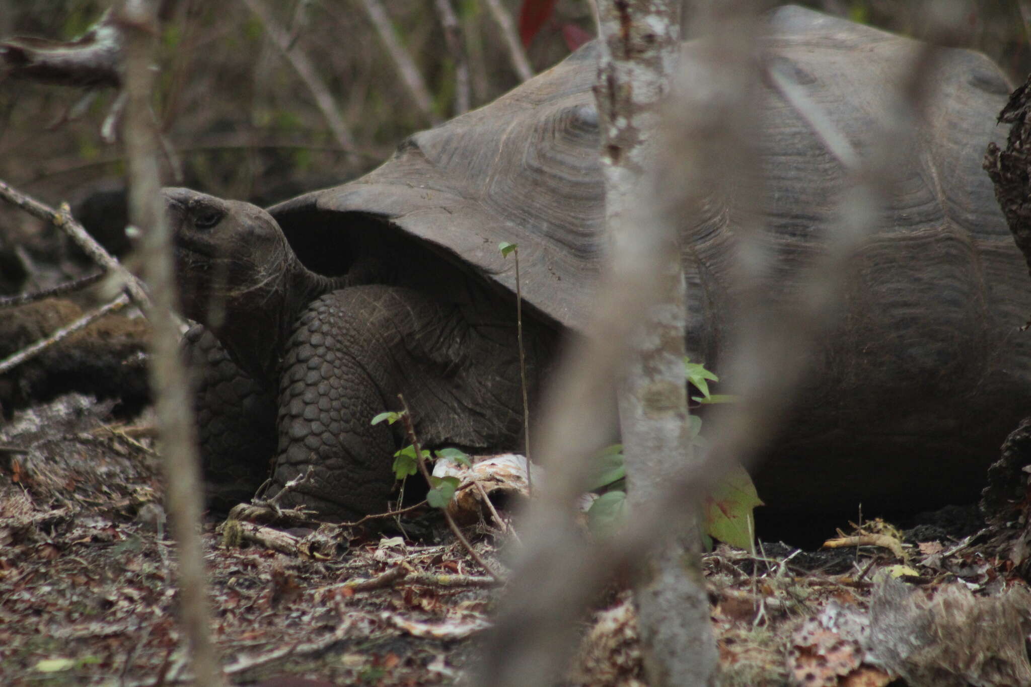 Image of Sierra Negra giant tortoise