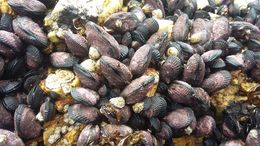 Image of Perumytilus purpuratus (Lamarck 1819)