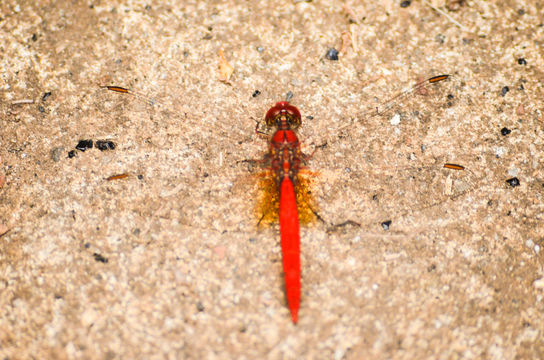 18.https www inaturalist org photos 2685858.580x360