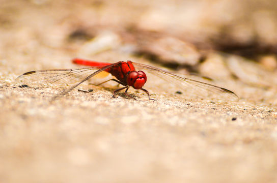 18.https www inaturalist org photos 2685859.580x360