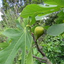 Image of <i>Ficus carica</i>