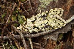 Image of Lichen Snoutlet