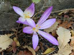 Image of Colchicum lusitanum Brot.