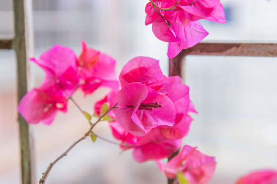 Слика од Bougainvillea