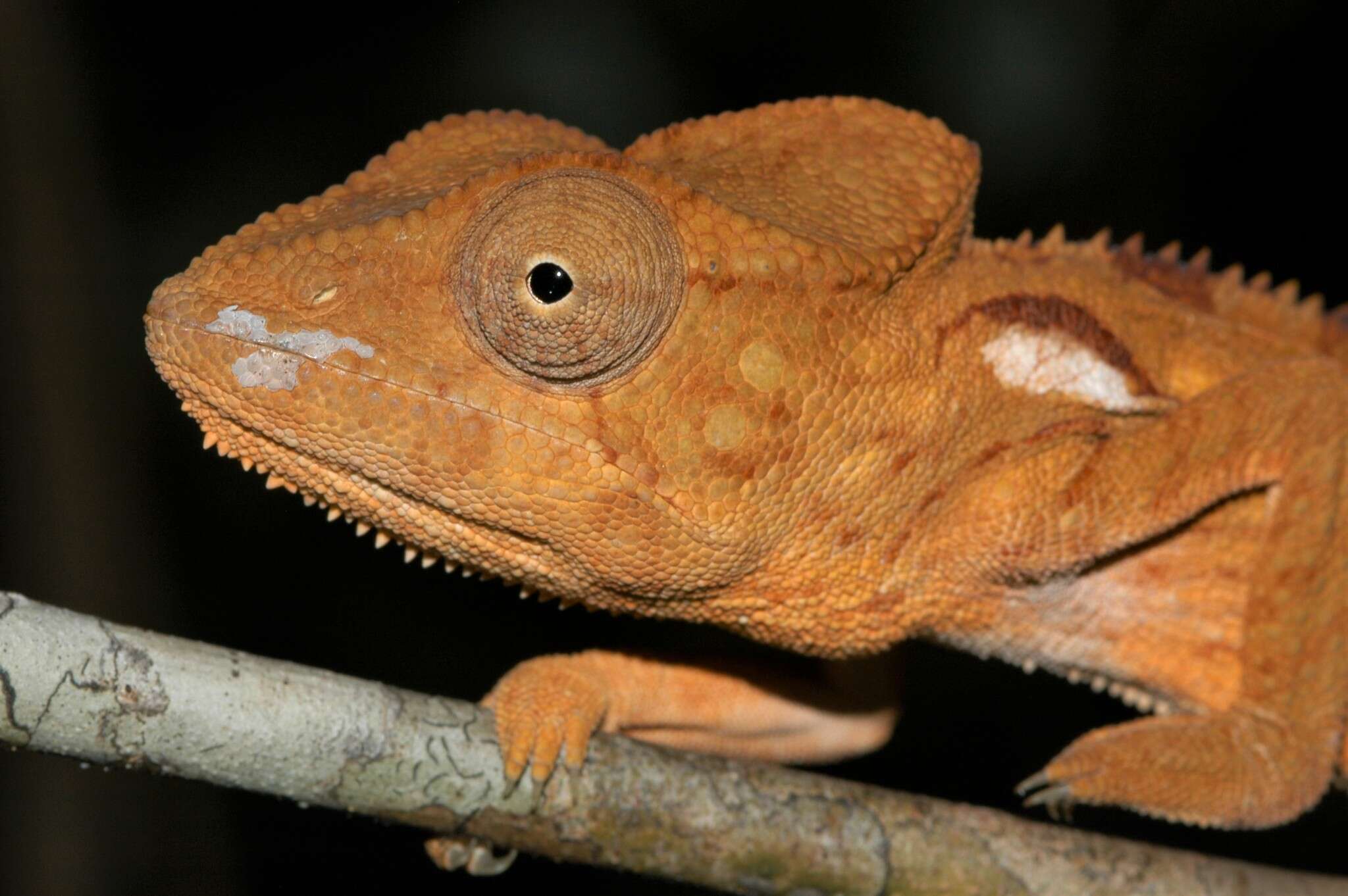 Image of Malagasy Giant Chameleon