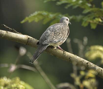 Image of Pink-spotted Fruit Dove