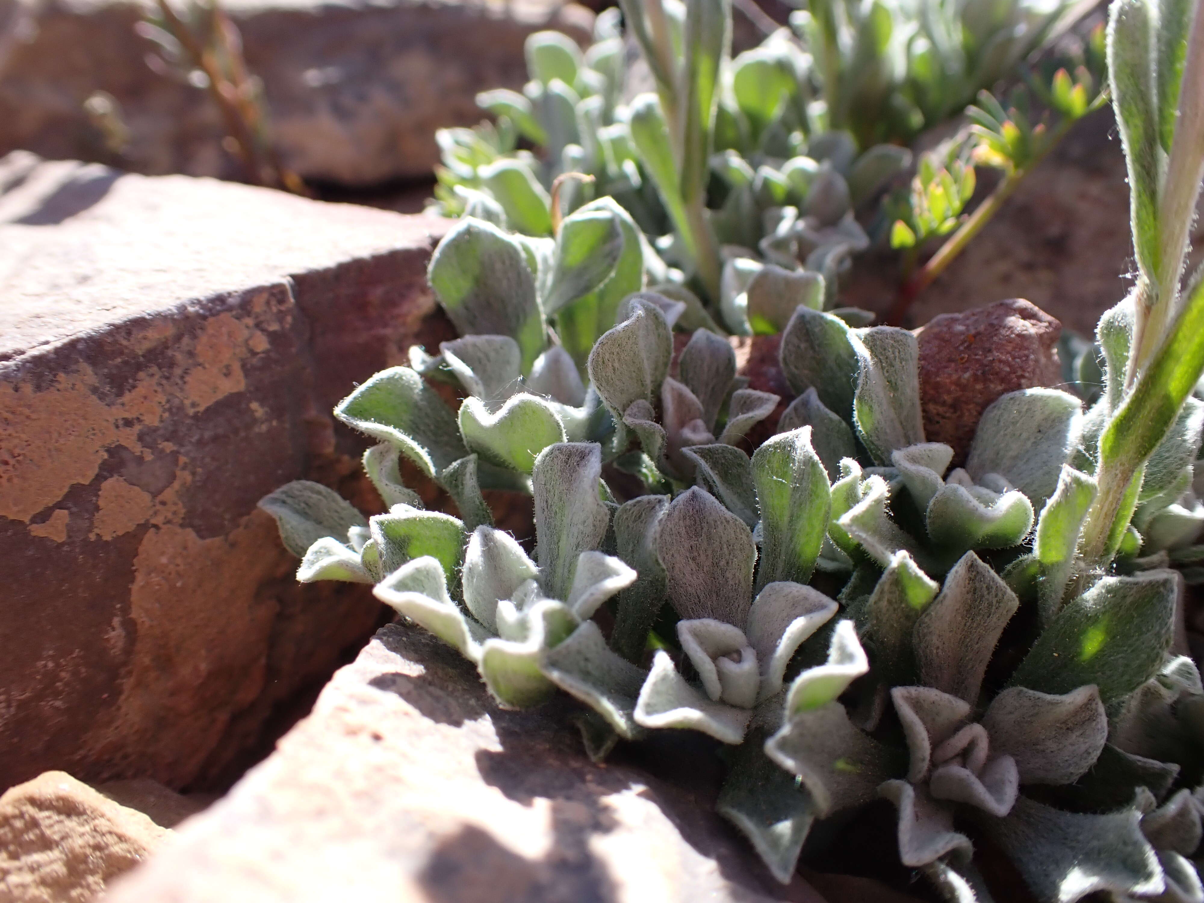 Imagem de Antennaria aromatica E. F. Evert