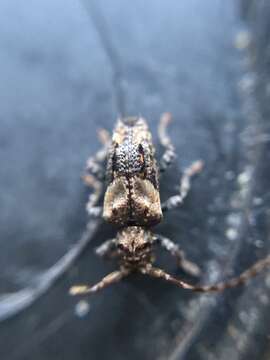 Image of Pogonocherus hispidus (Linné 1758)