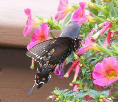 Image of Spicebush swallowtail