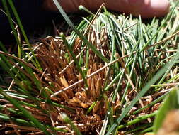 Слика од Juncus drummondii E. Mey.