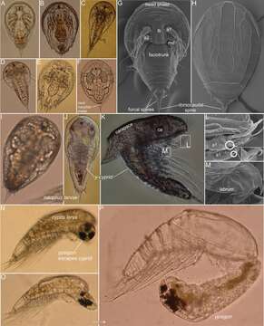 Image of Facetotecta Grygier 1985