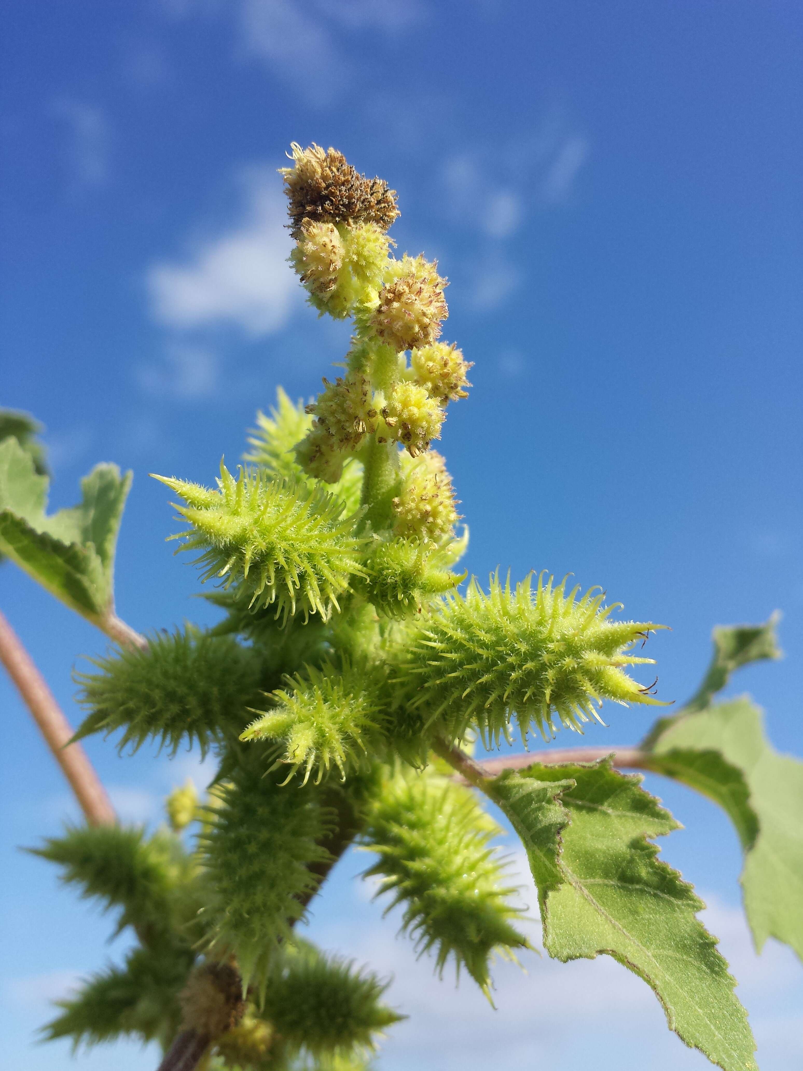 Imagem de Xanthium orientale L.