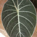 Image of Alocasia reginula A. Hay