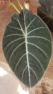 Image of Alocasia reginula A. Hay