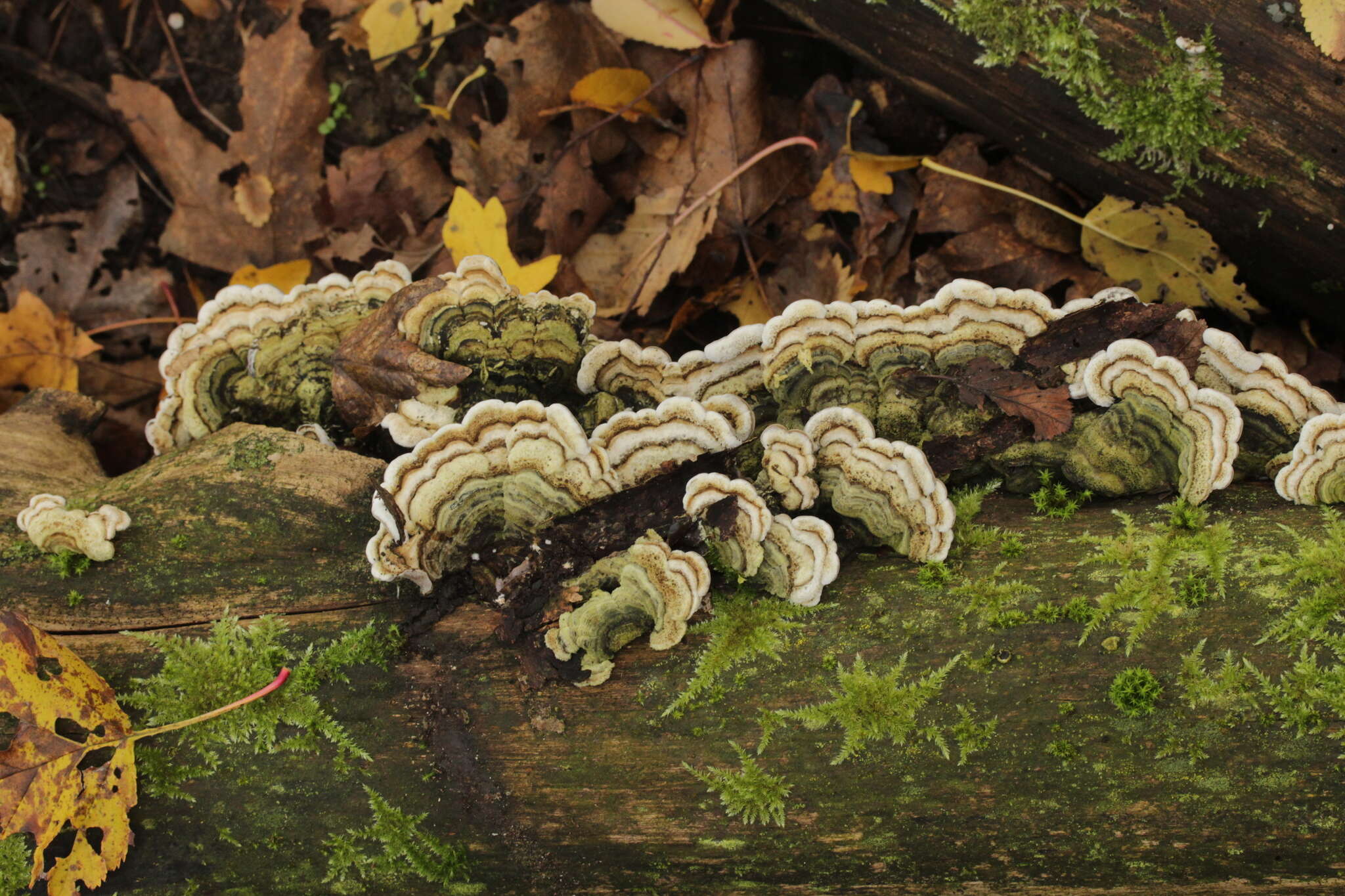 Image of Auricularia mesenterica (Dicks.) Pers. 1822