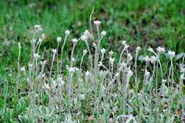 Imagem de Antennaria neglecta Greene