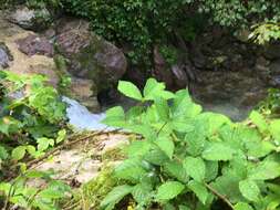 Imagem de Rubus cochinchinensis Tratt.