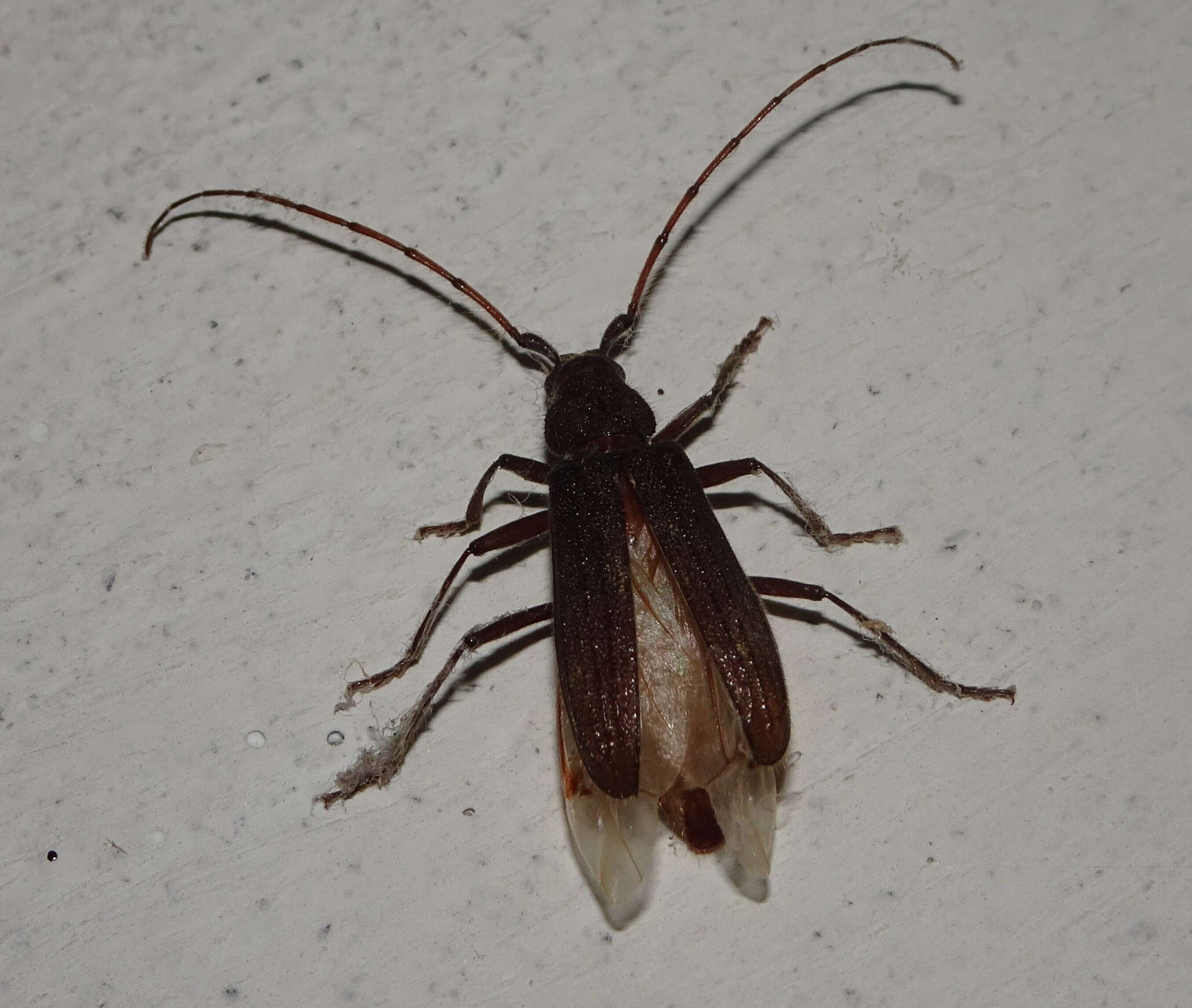 Image of Kulsi teak borer